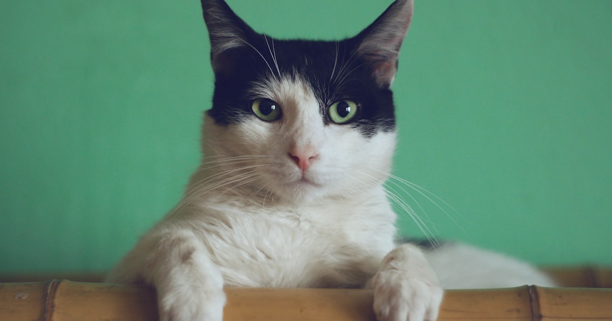 A warm and peaceful tabby cat looking directly at the camera