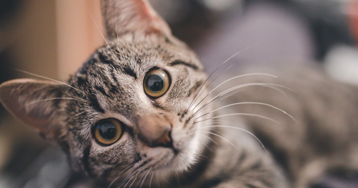 How to Find the Right Pet Cremation Provider