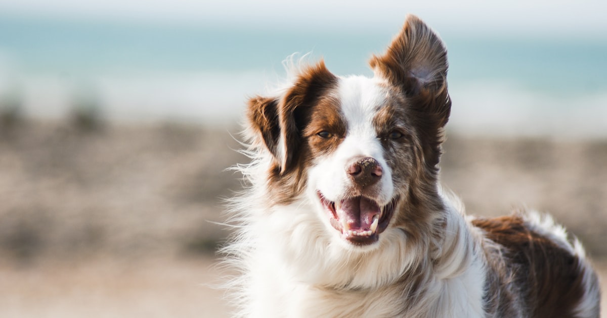 Pet cremation cost guide