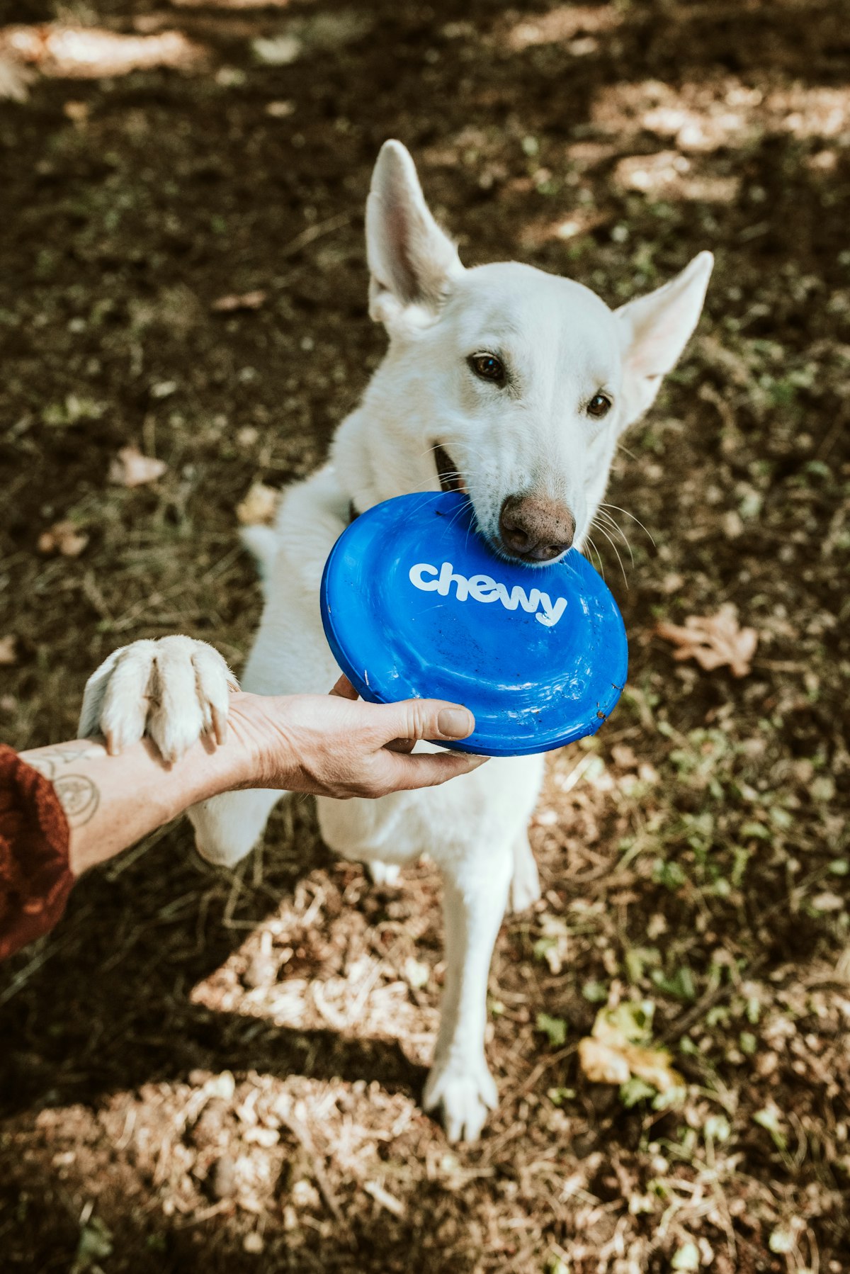 Types of pet cremation services explained