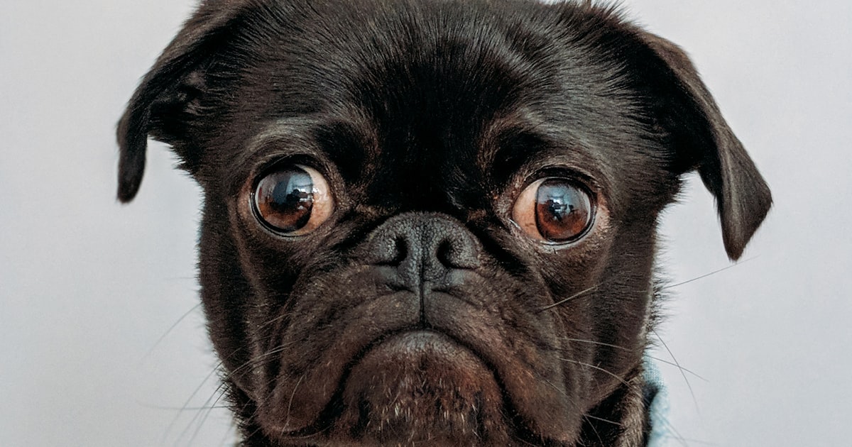 What to do with pet ashes